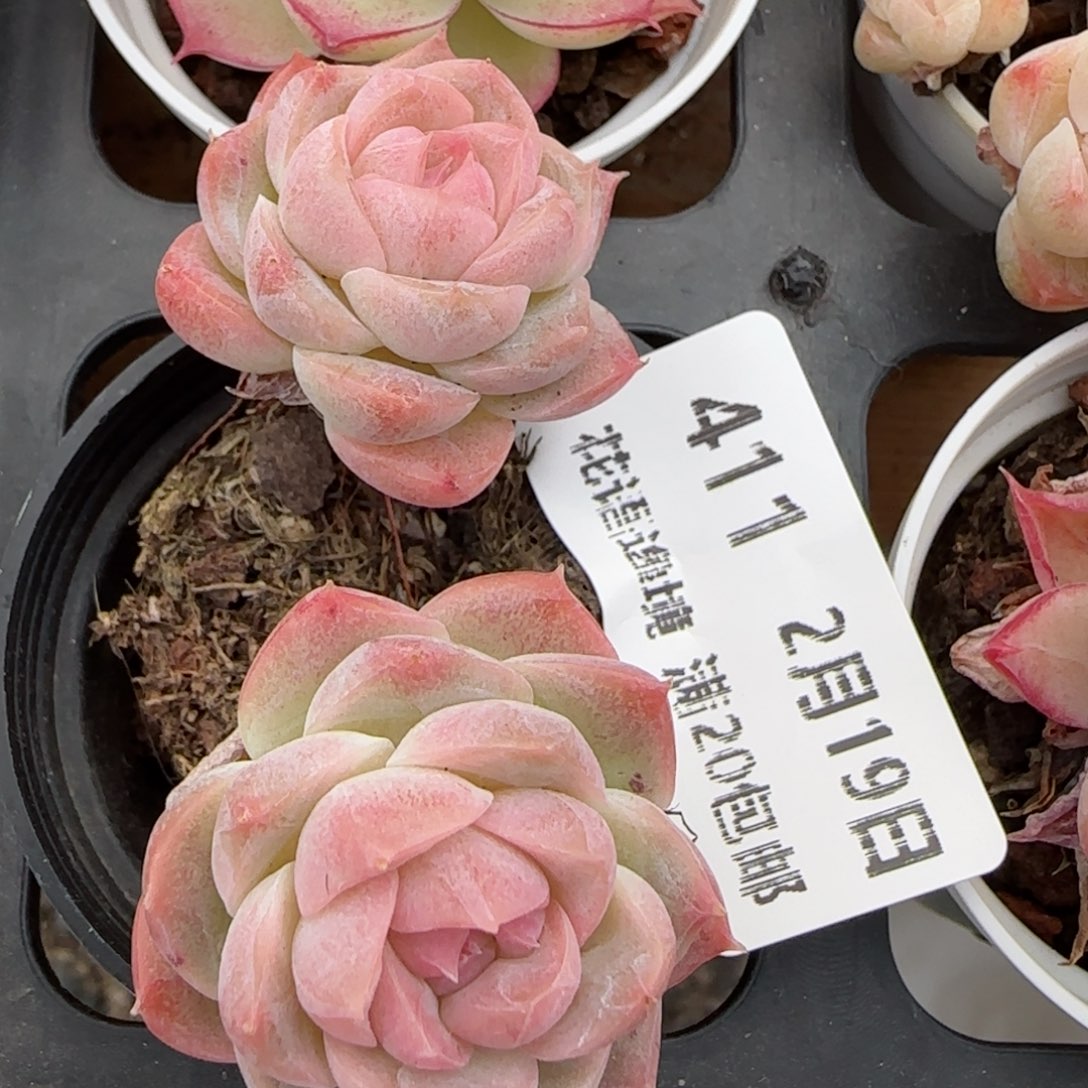 花语逸境0219-411