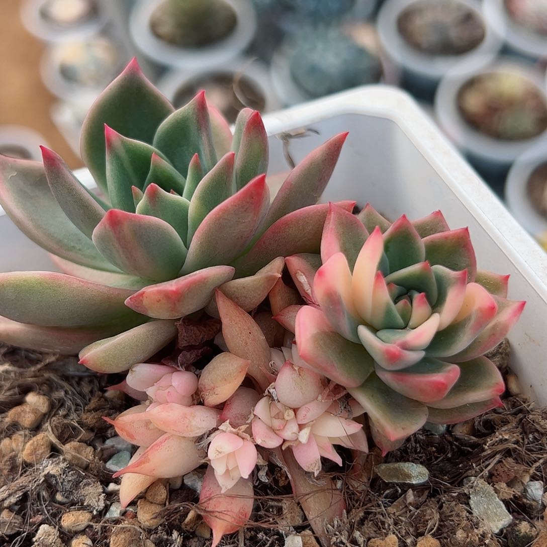 卡梅拉锦，阴阳锦