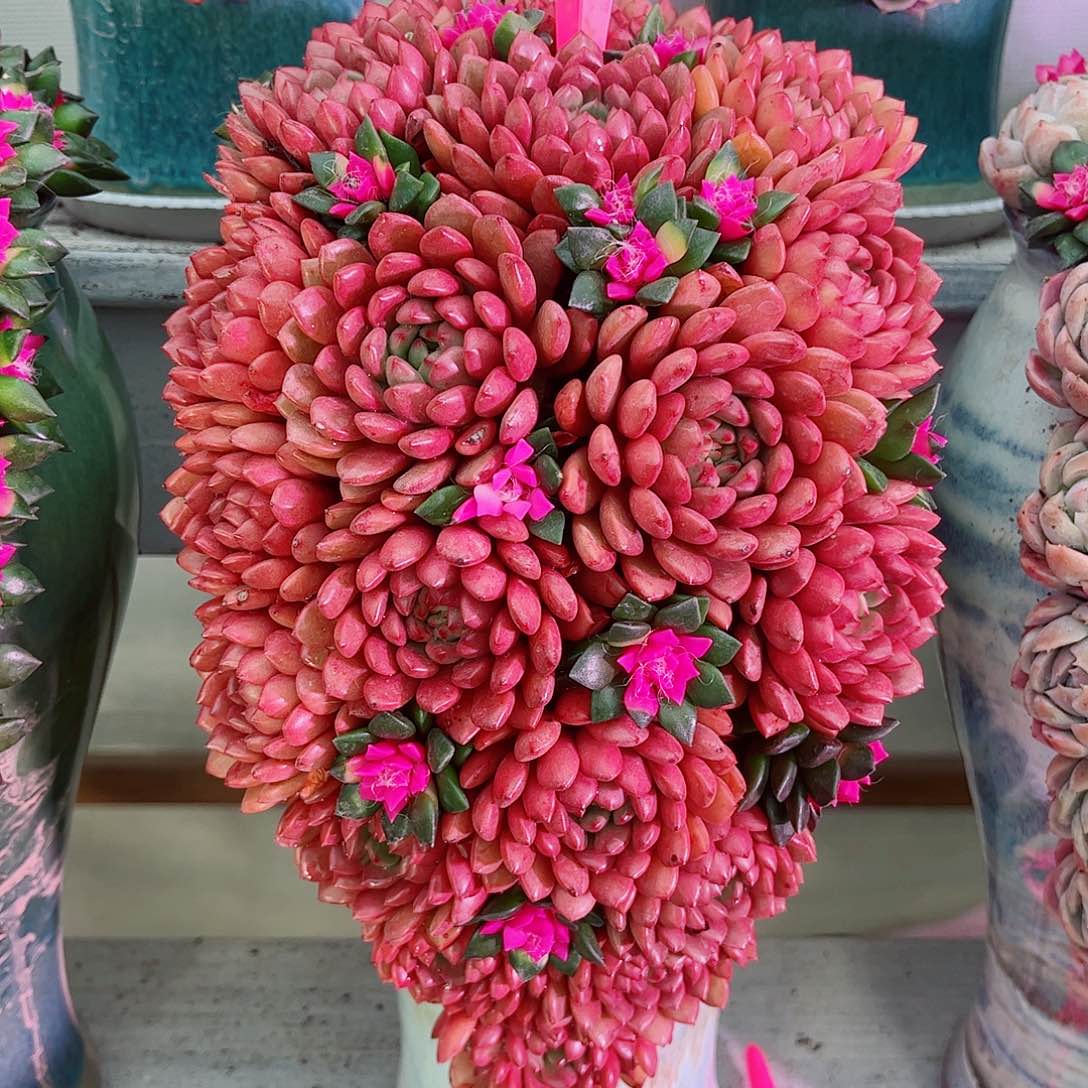 多肉植物组合盆栽