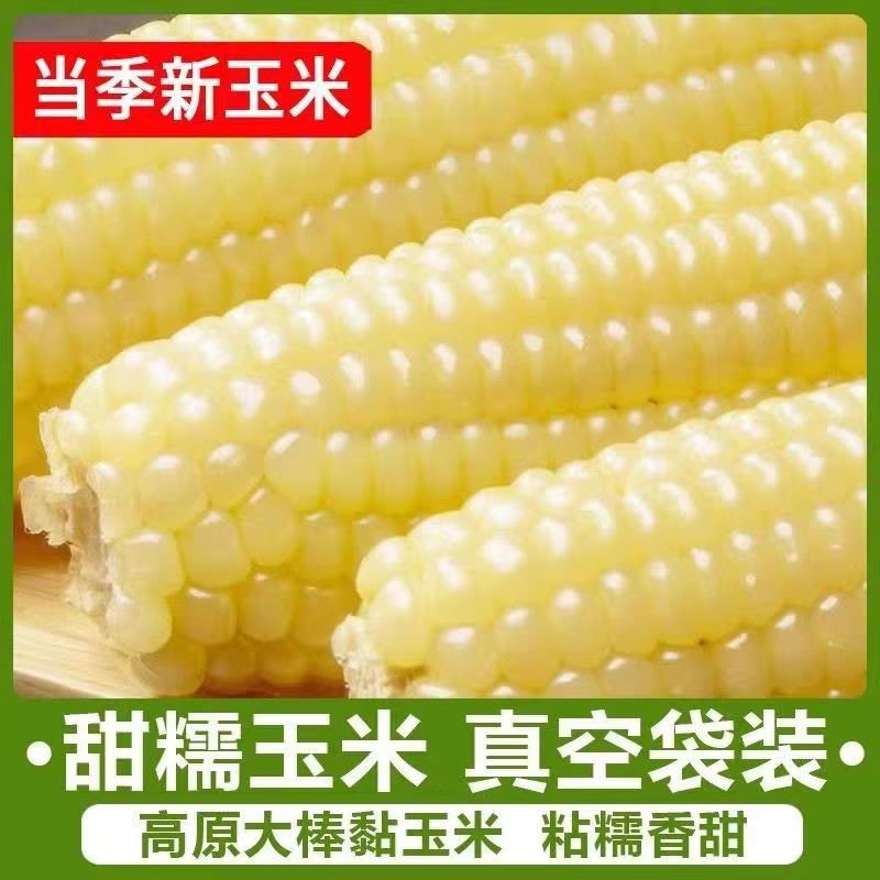 【试吃5根】精品大棒香甜软糯白玉米单根300-400克整箱12根8-8.5斤