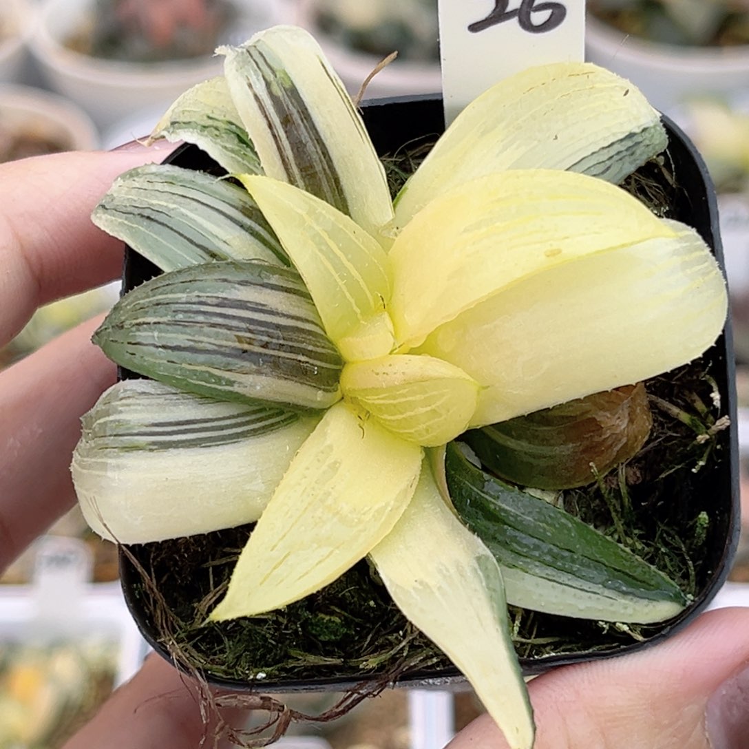 26缀化芭提雅锦福利专场