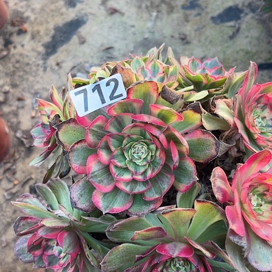 晴***贝多肉植物子实体712