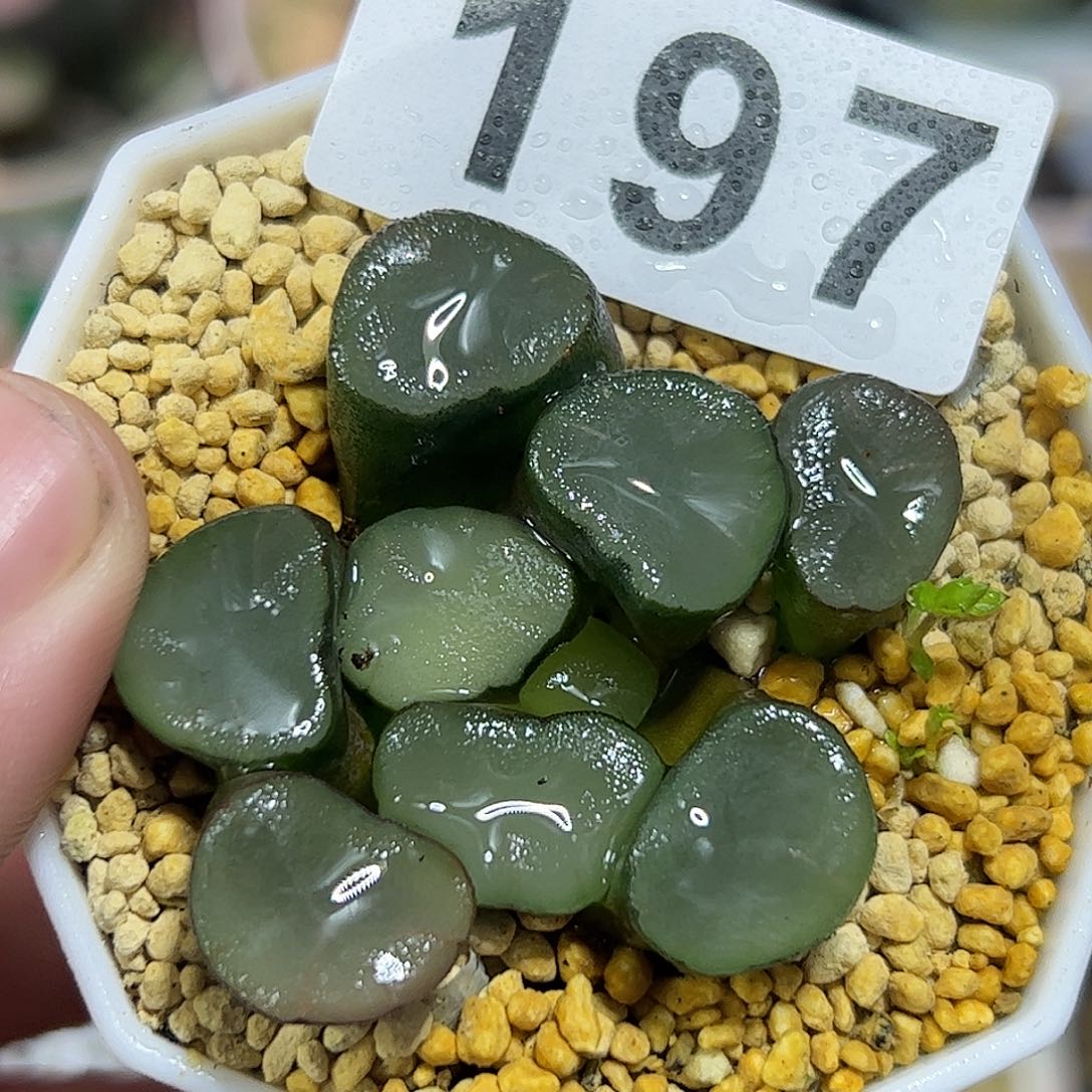 空门万象十二卷多肉植物