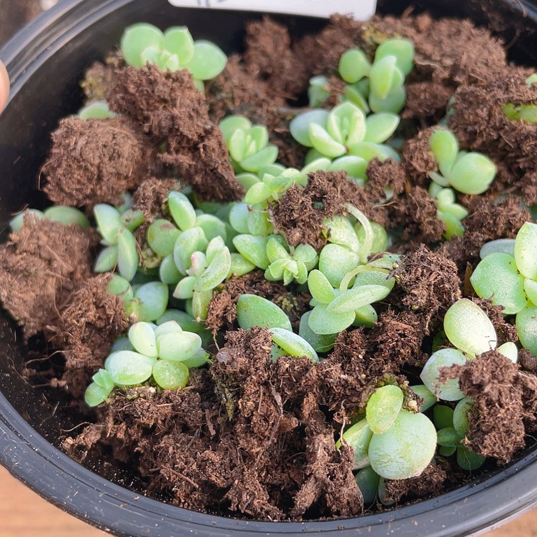 多肉植物多肉植物112