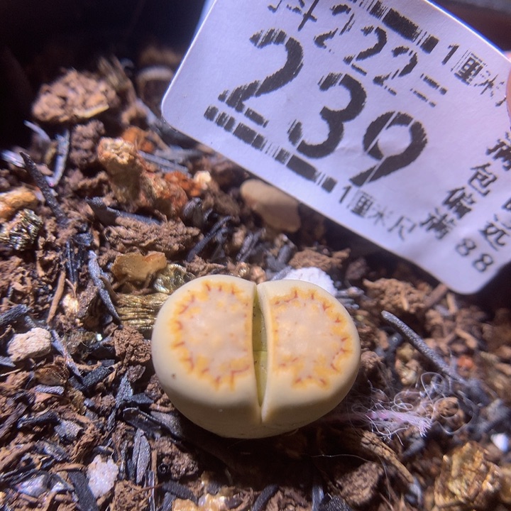 精品生石花222.239