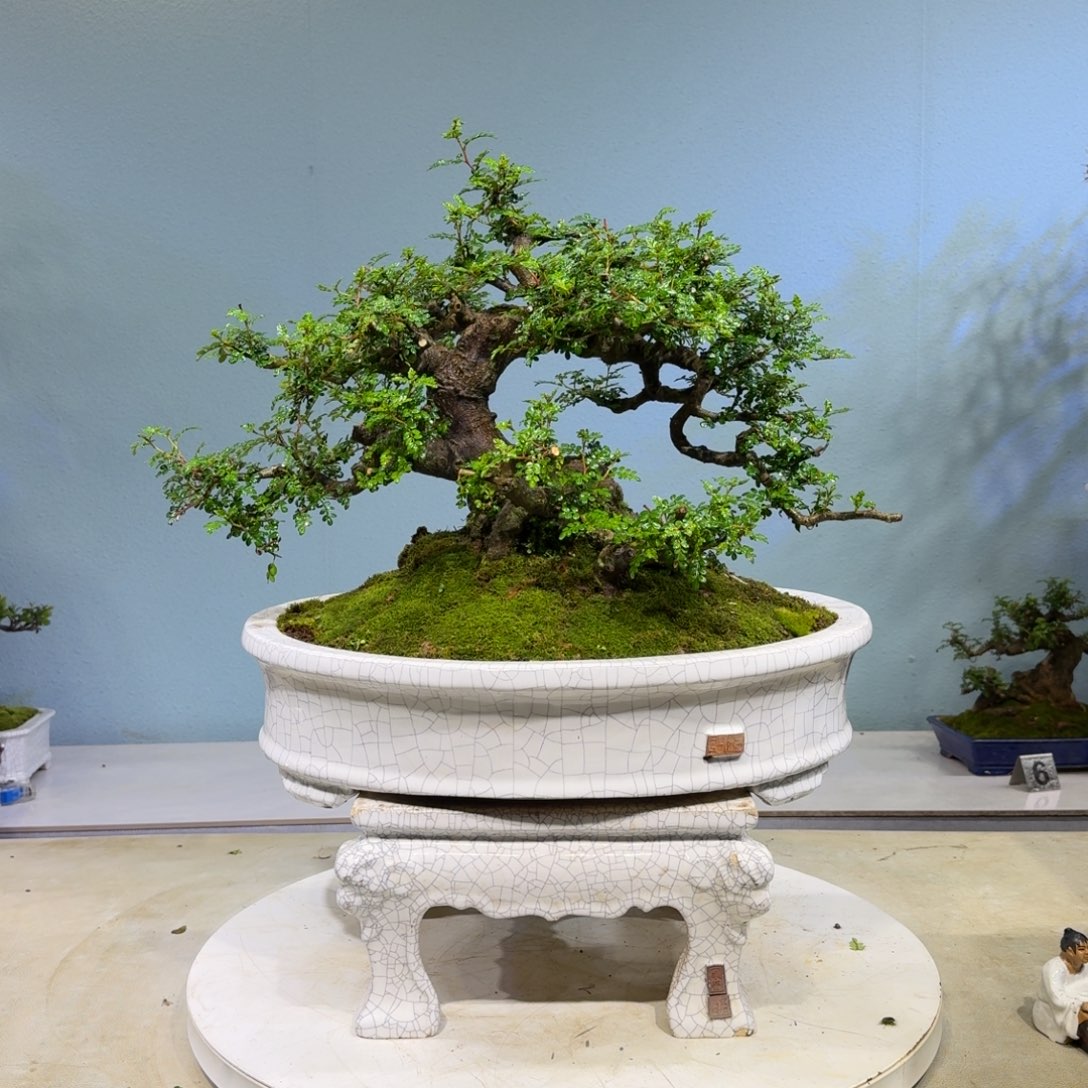 步***者以实际为准胡椒木胡椒木盆景