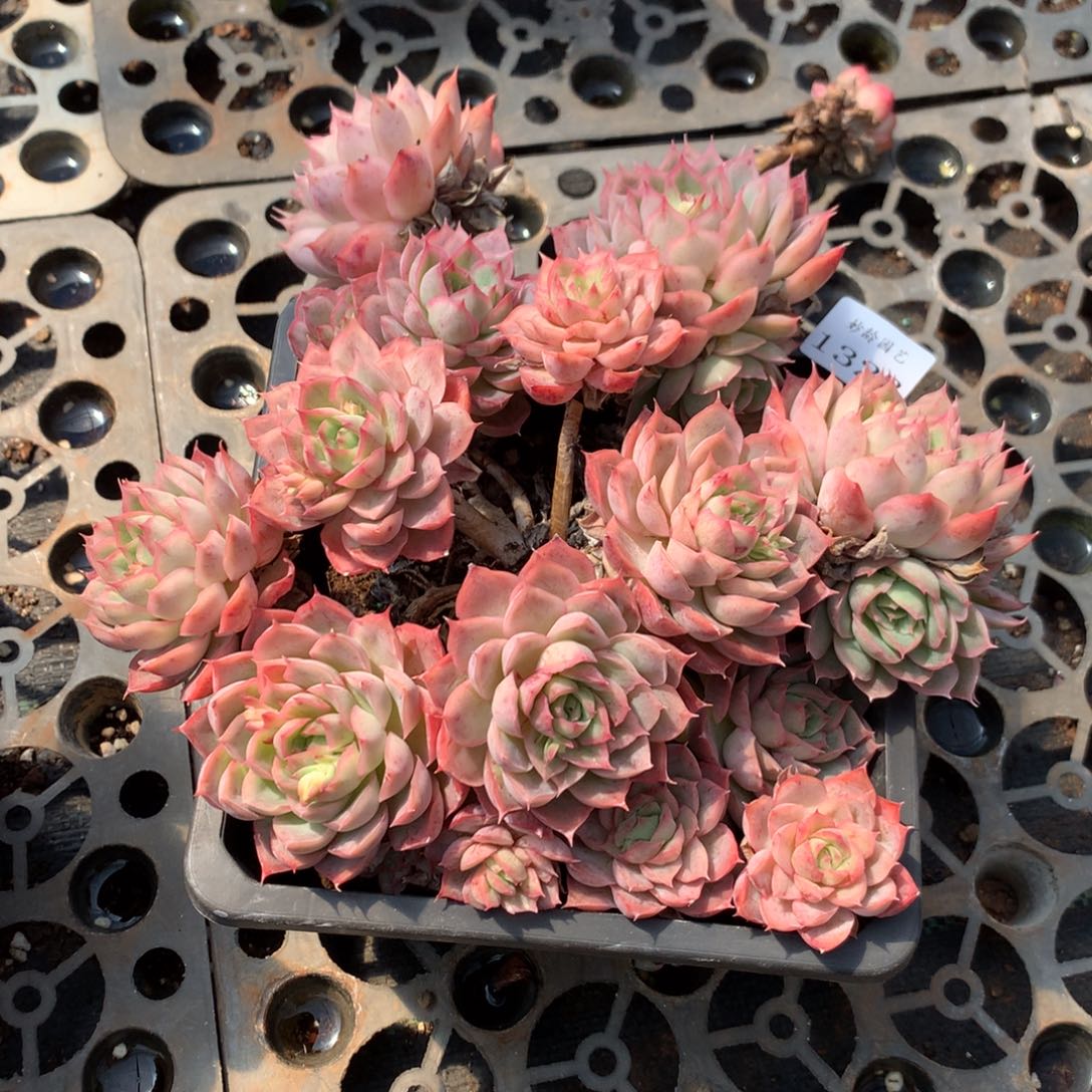 -****_1323杂交精品基地18厘米物流