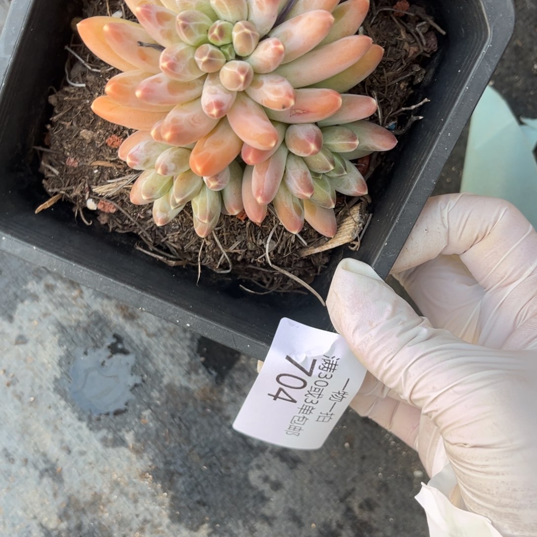 无***忍704美人杂暗纹系列……