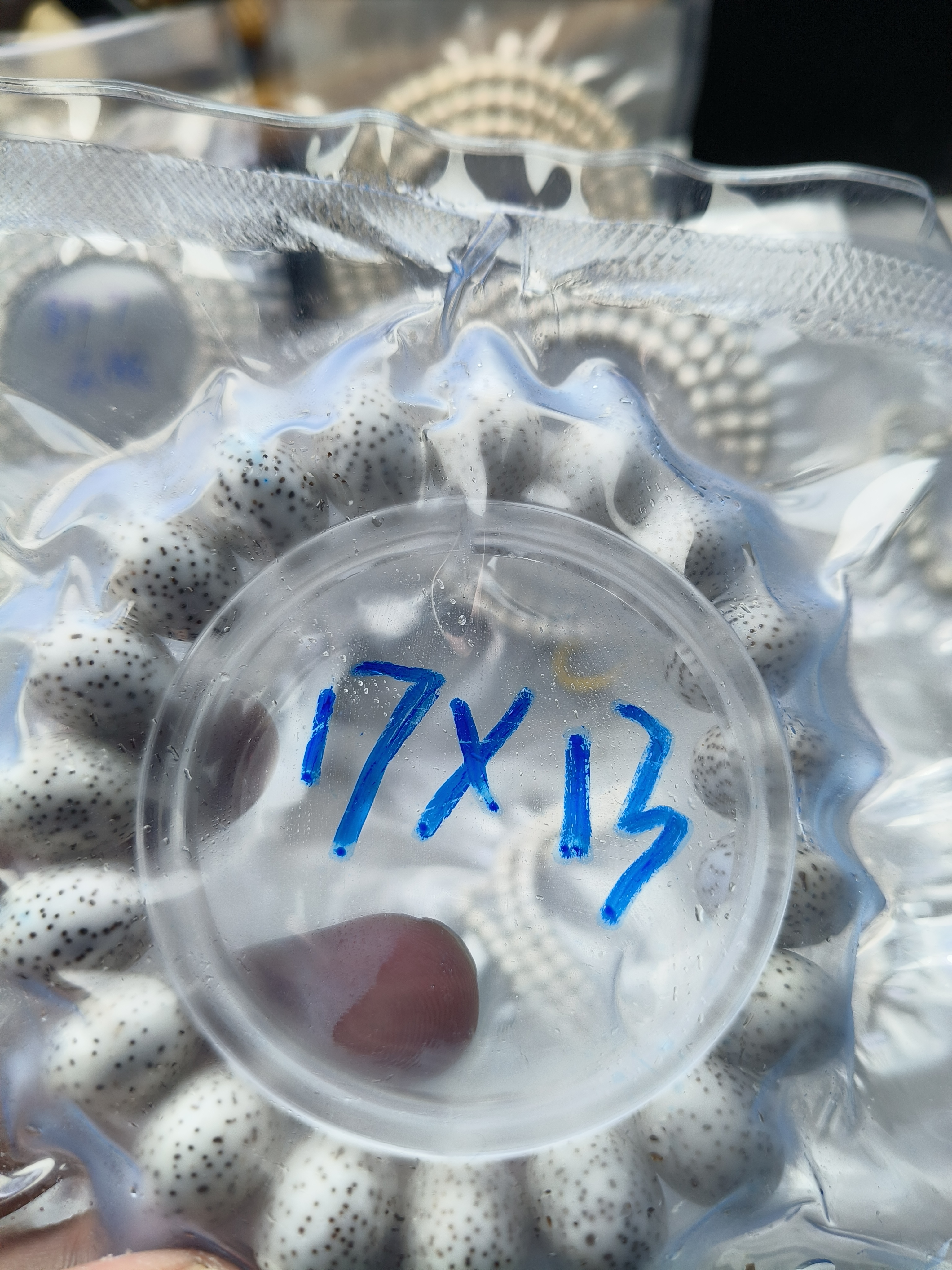 海南原生态星月菩提