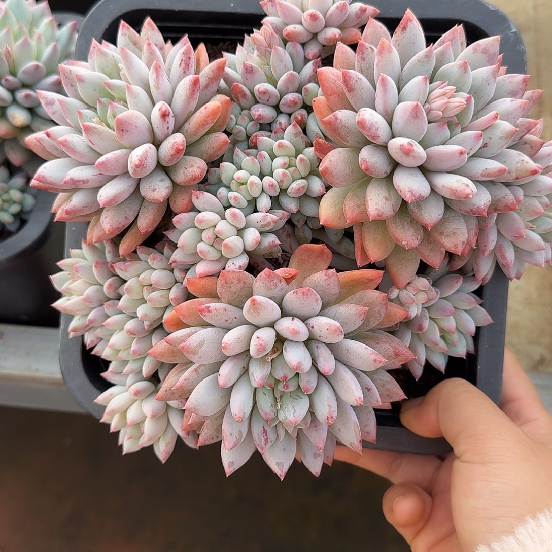 明珠美人整无砍老桩群生