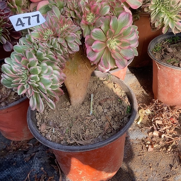 477倾城小板子法师缀