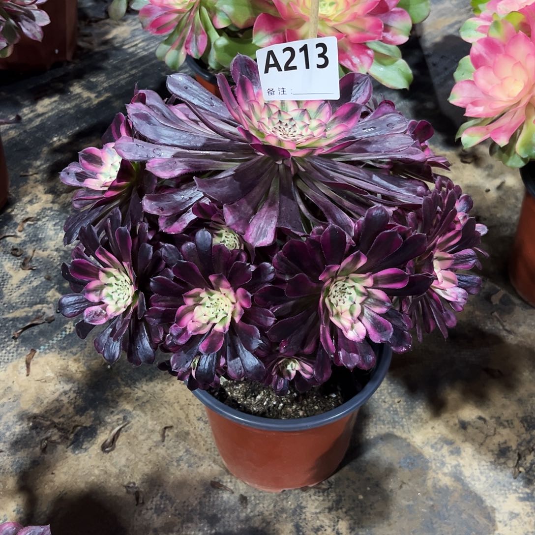 多肉植物红铜白213多肉