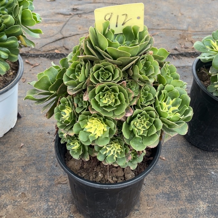 912辛尼亚多肉一物一拍