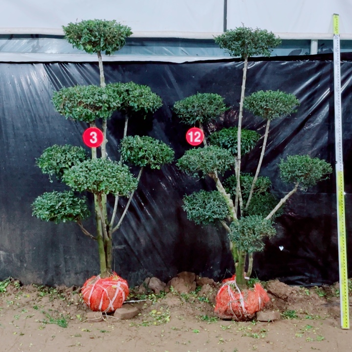 无花朵一物一拍一对一对