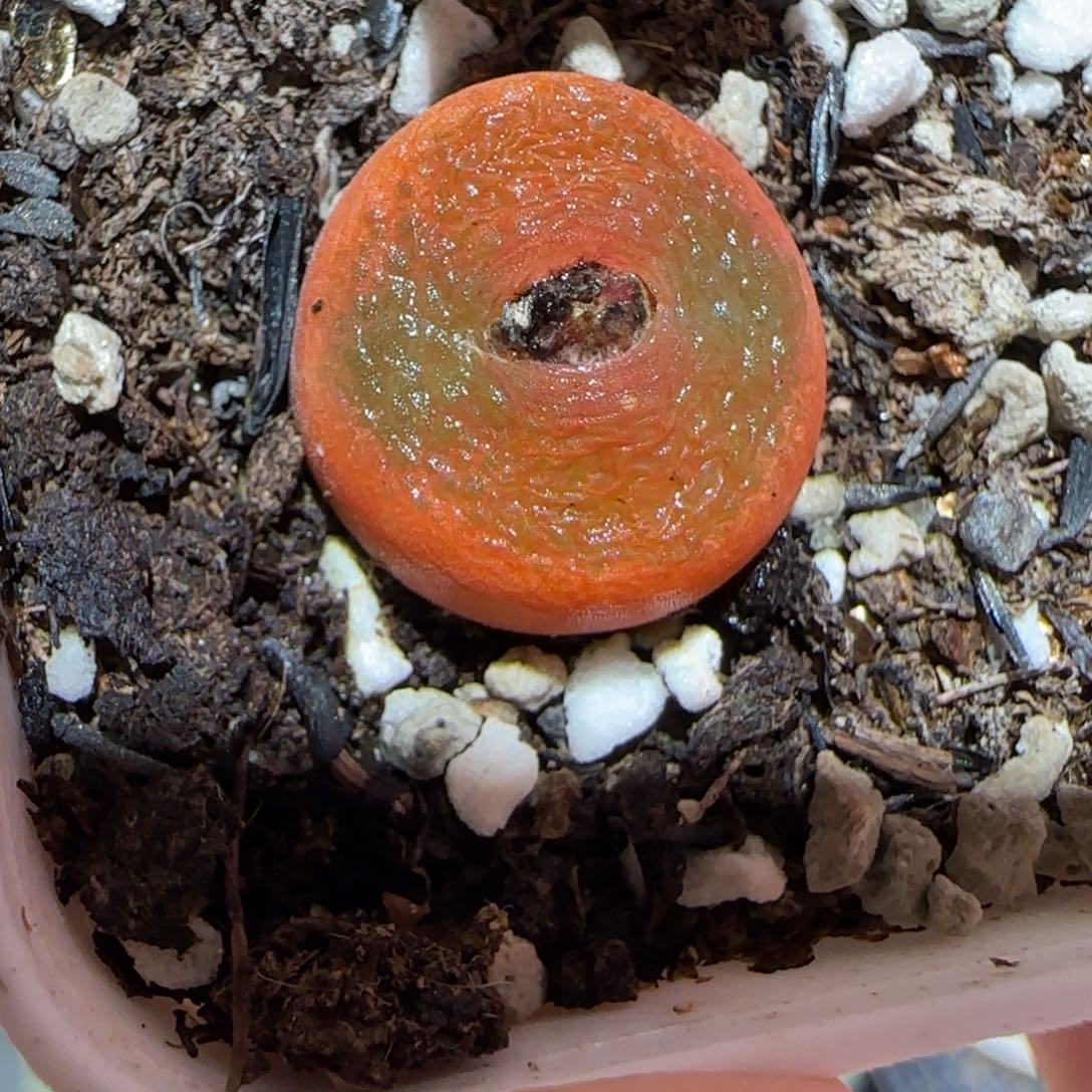 肉锥多肉植物百科-水蜜桃821