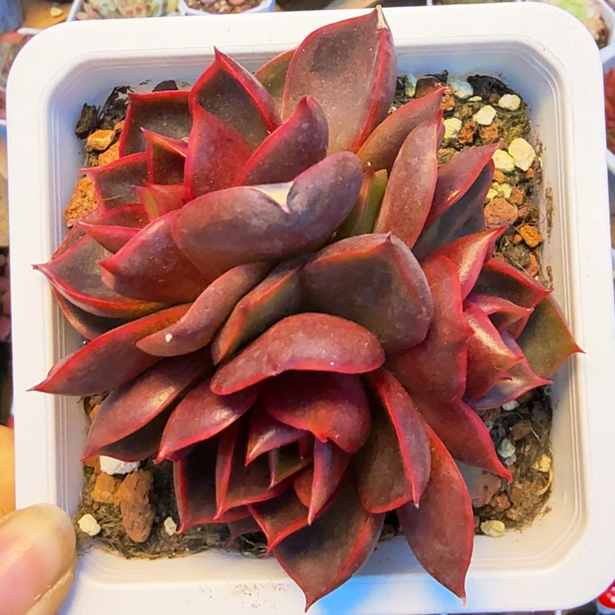 多肉十方红灯群（满12.9包邮）