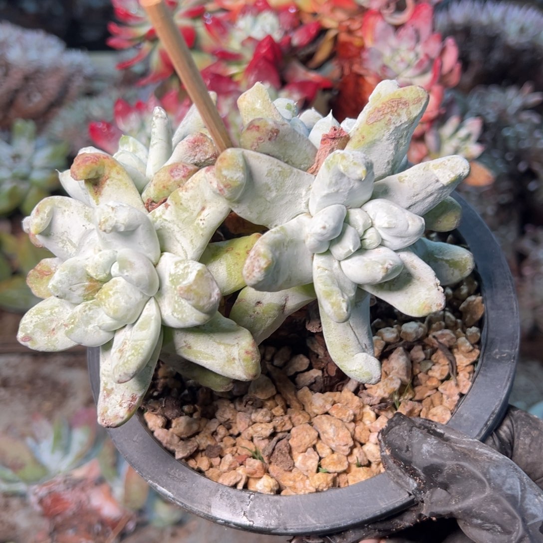 8786哈哈哈哈哈哈哈哈