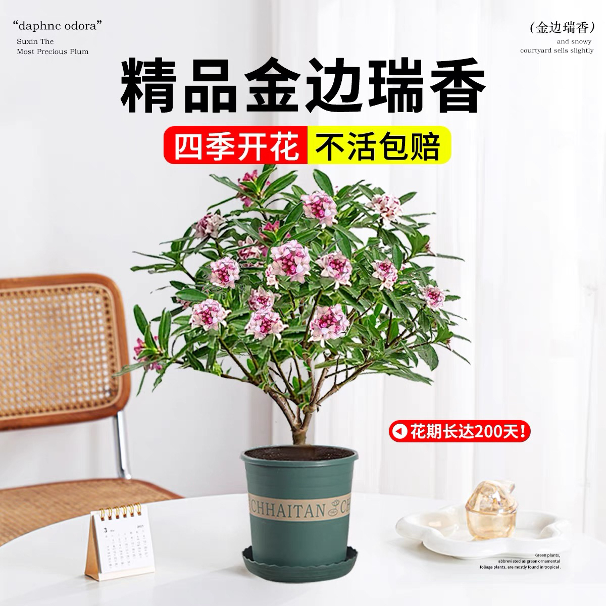 金边瑞香盆栽带花苞发货室内好养易活开花浓香型