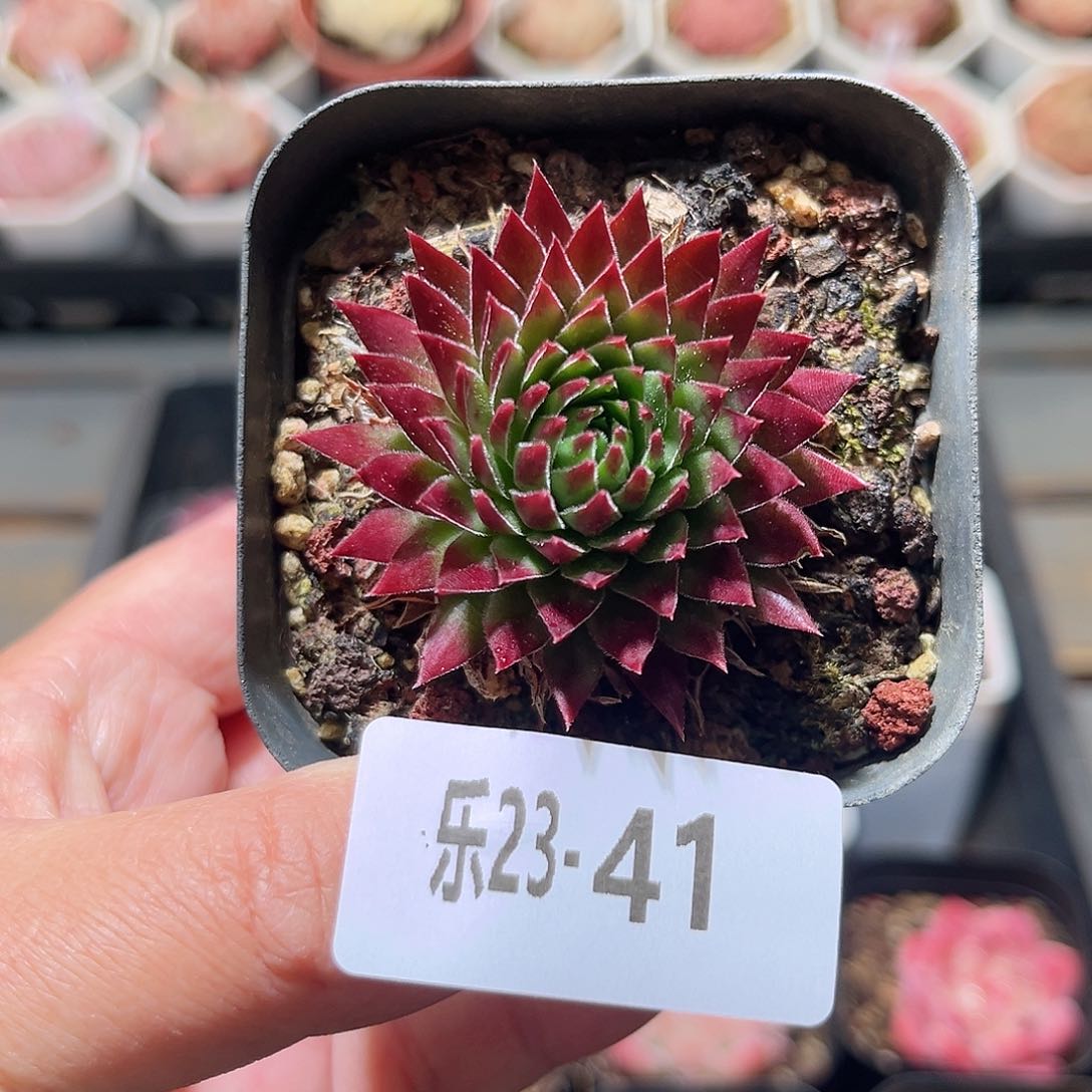 乐23-41 橘子球单头