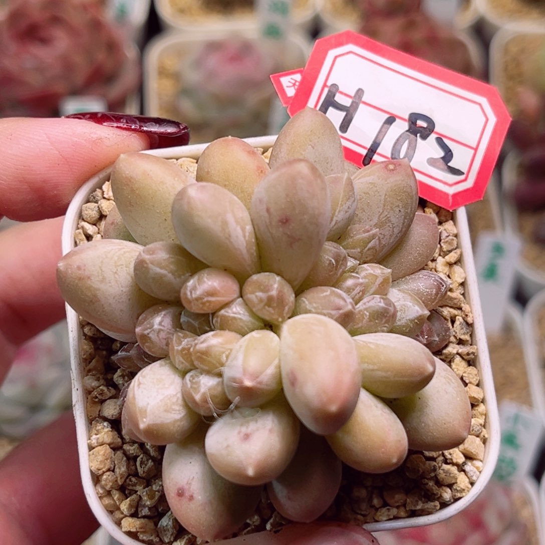 H182一物一拍 咖啡豆