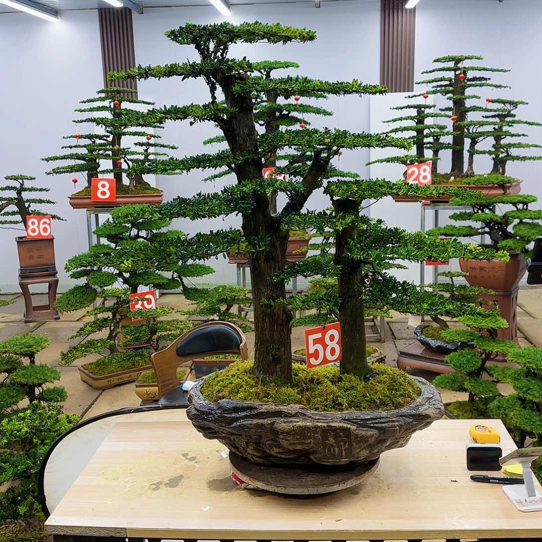 盆景直播间一物一拍