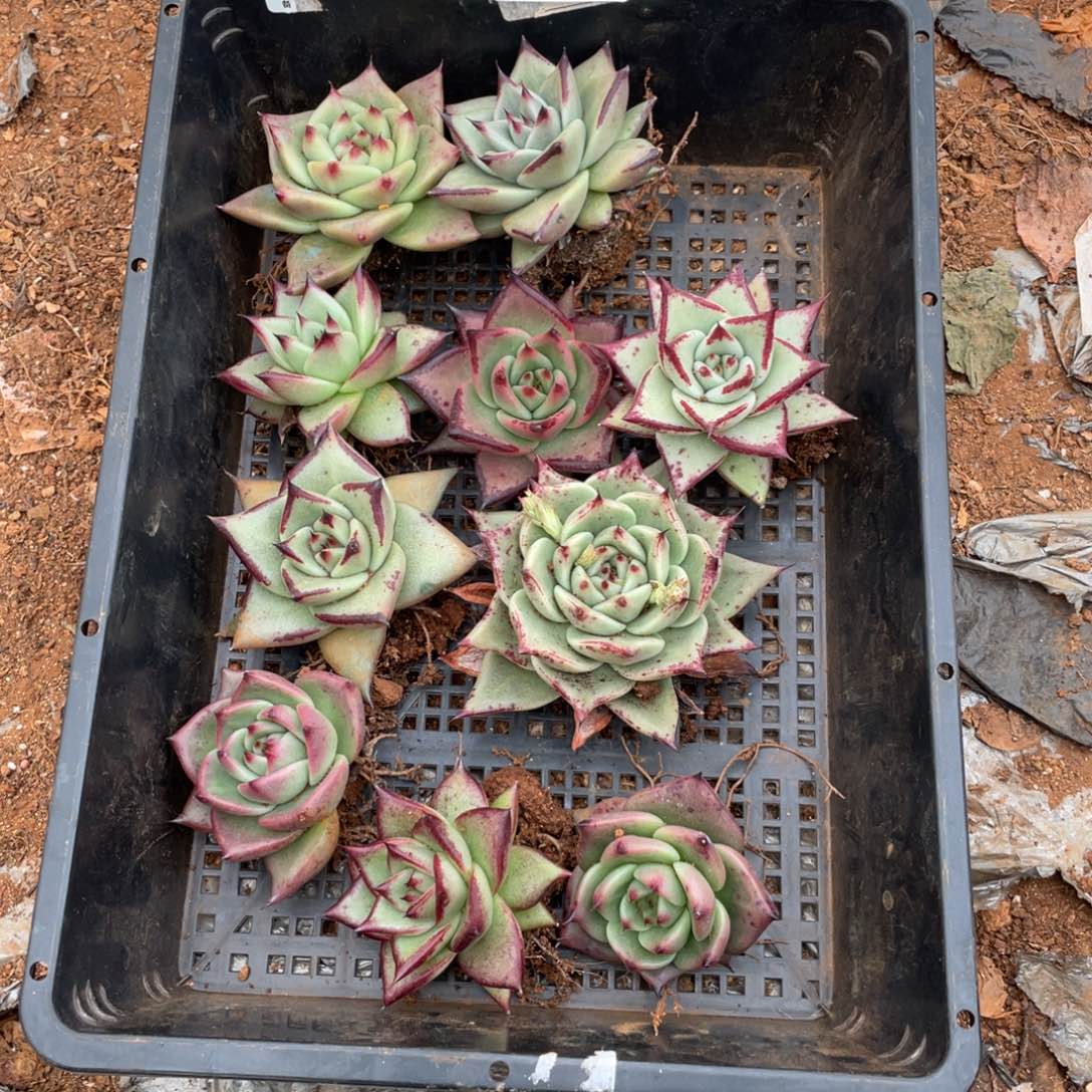 无花朵若如东云单拍D456