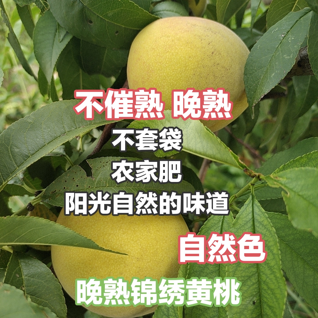 晚熟丑黄桃农家肥不套袋拒绝除草剂拒绝催熟甜蜜剂4.5-5斤顺丰