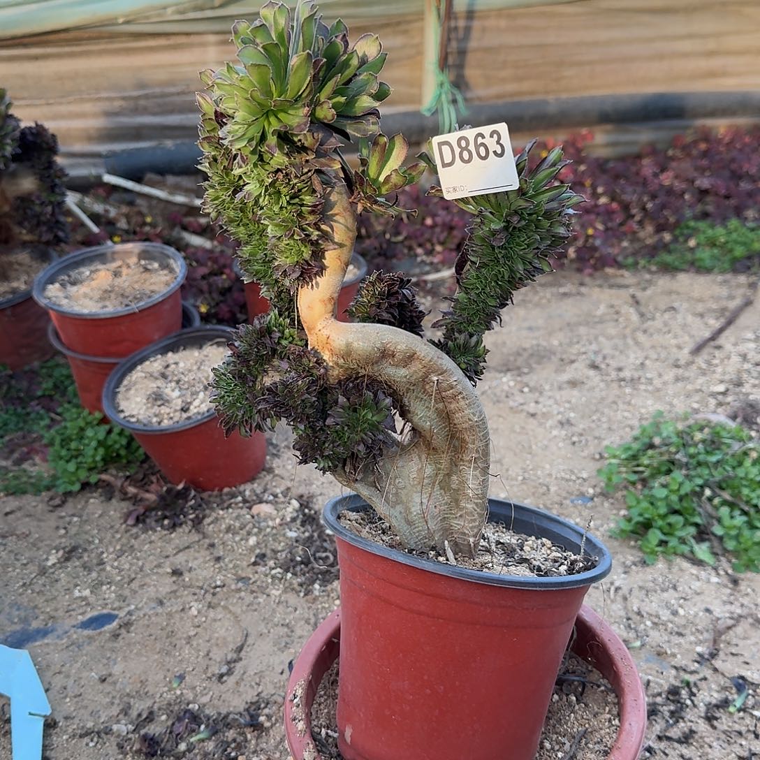 863黑法师有伤一颗满28包邮