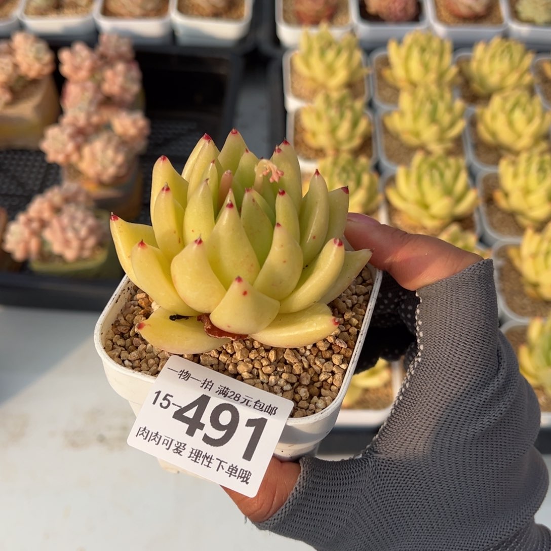 黄金玛利亚多肉多肉多肉多肉