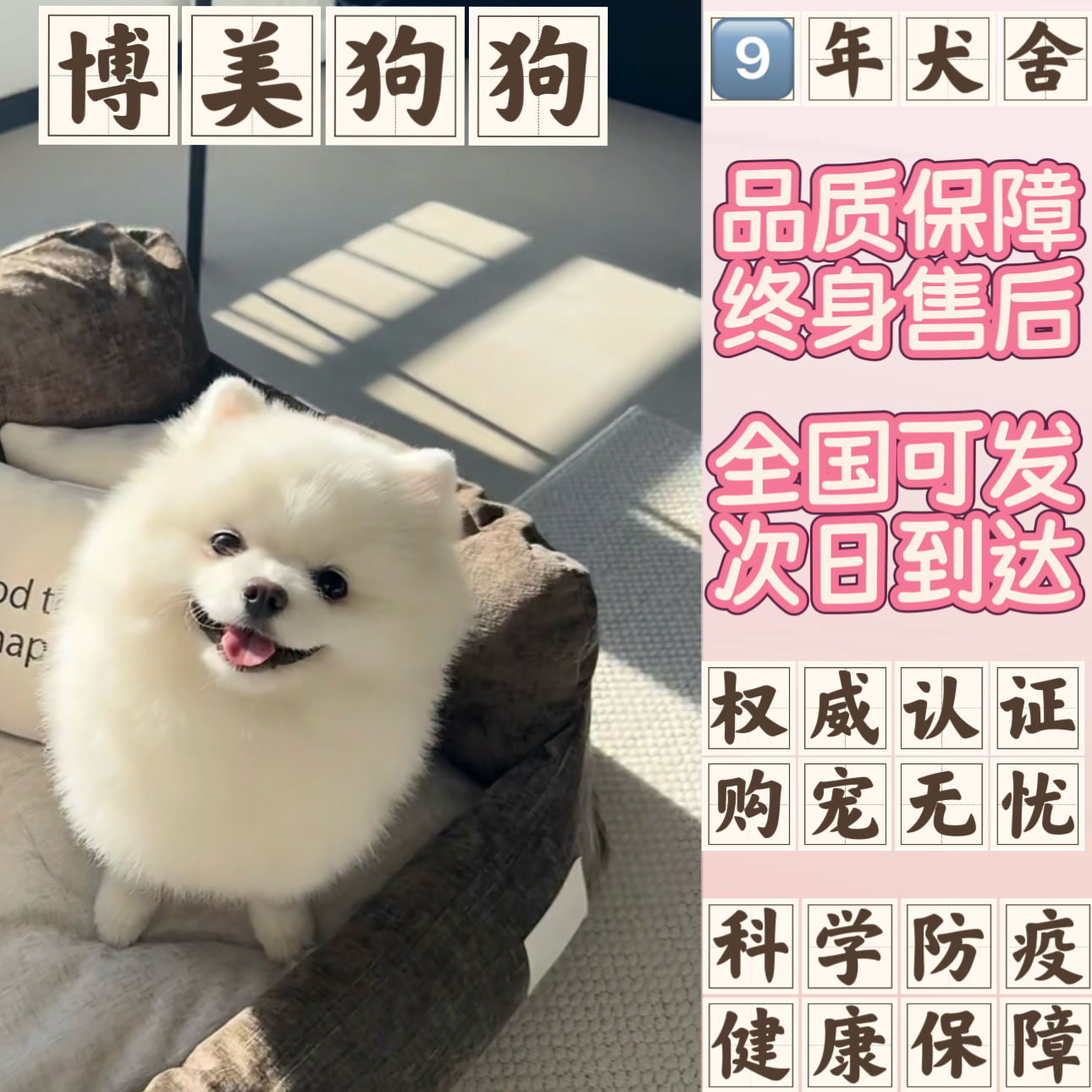 纯种博美幼犬茶杯犬小体犬