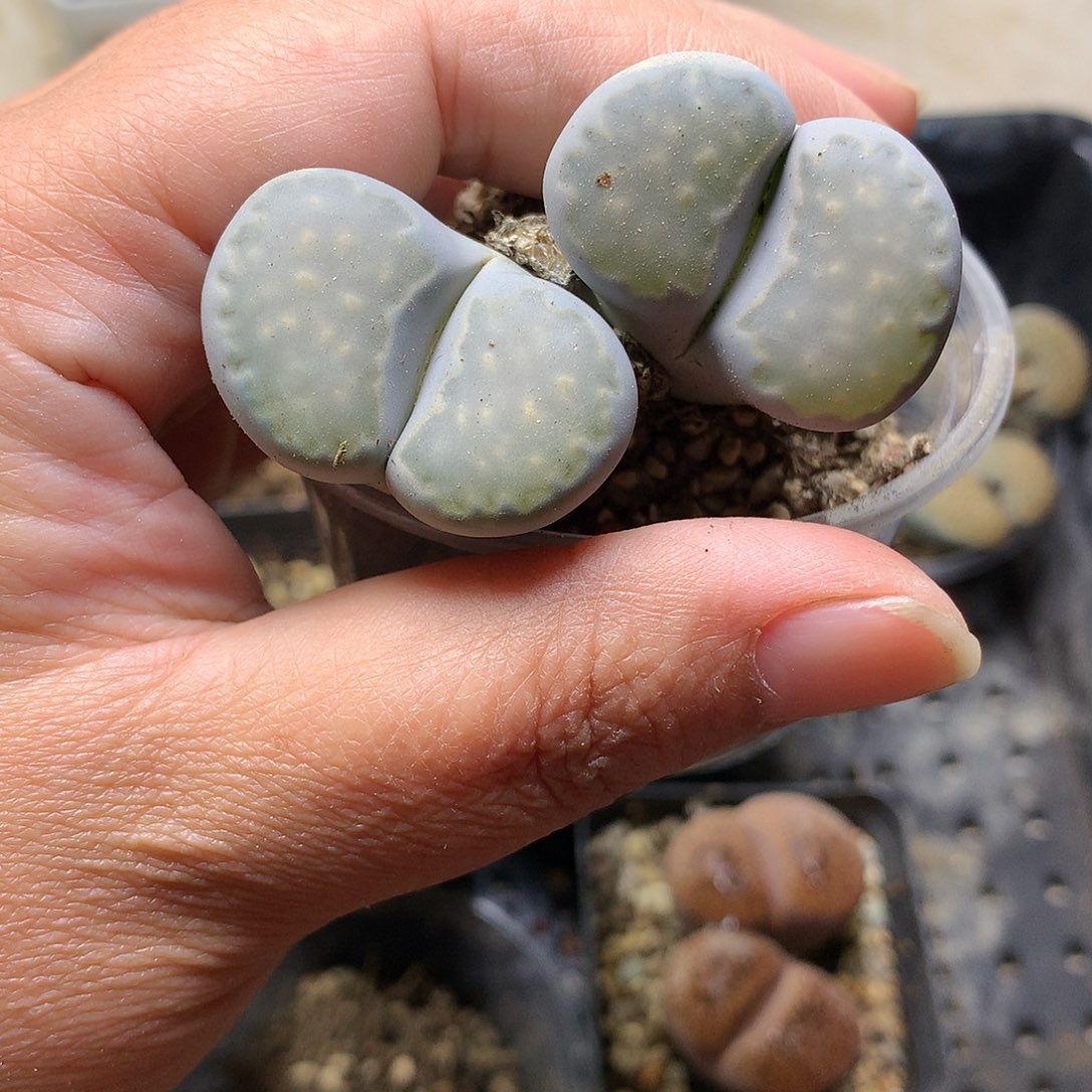 E38多肉植物保护