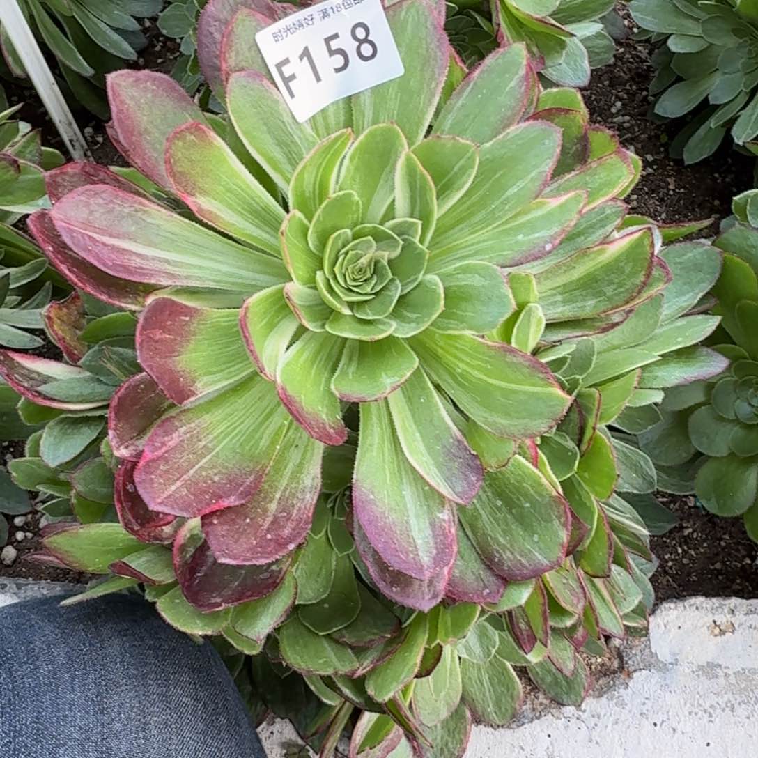 糖*?158万花筒到春天。多肉植物