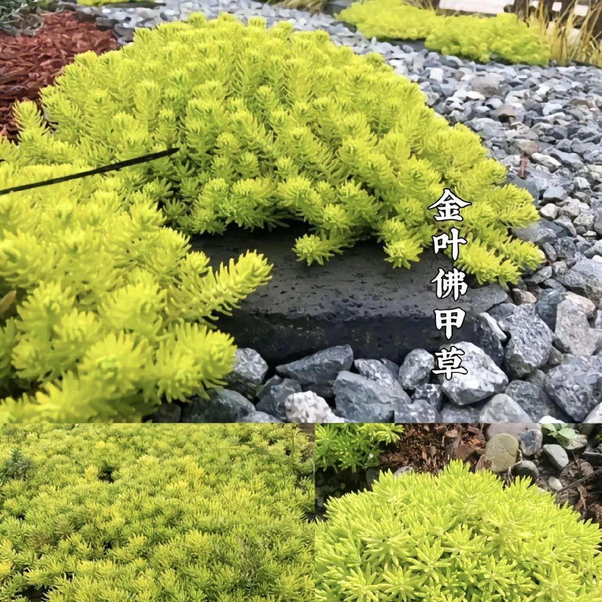 万年草多肉植物薄雪万年草室内阳台好养的装饰型植物