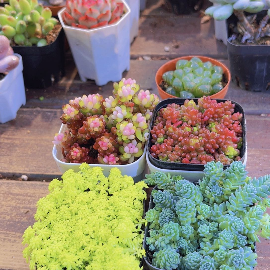 繁星套餐带盆土4盆福利