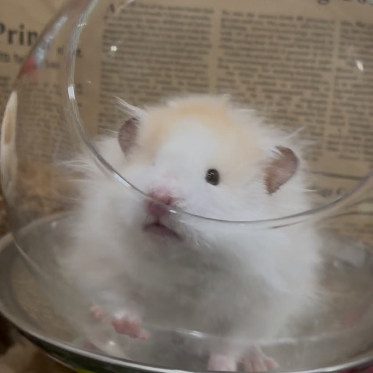 仓鼠过冬棉花球金丝熊保暖棉球冬季生活棉窝垫料用品(以直播为主)