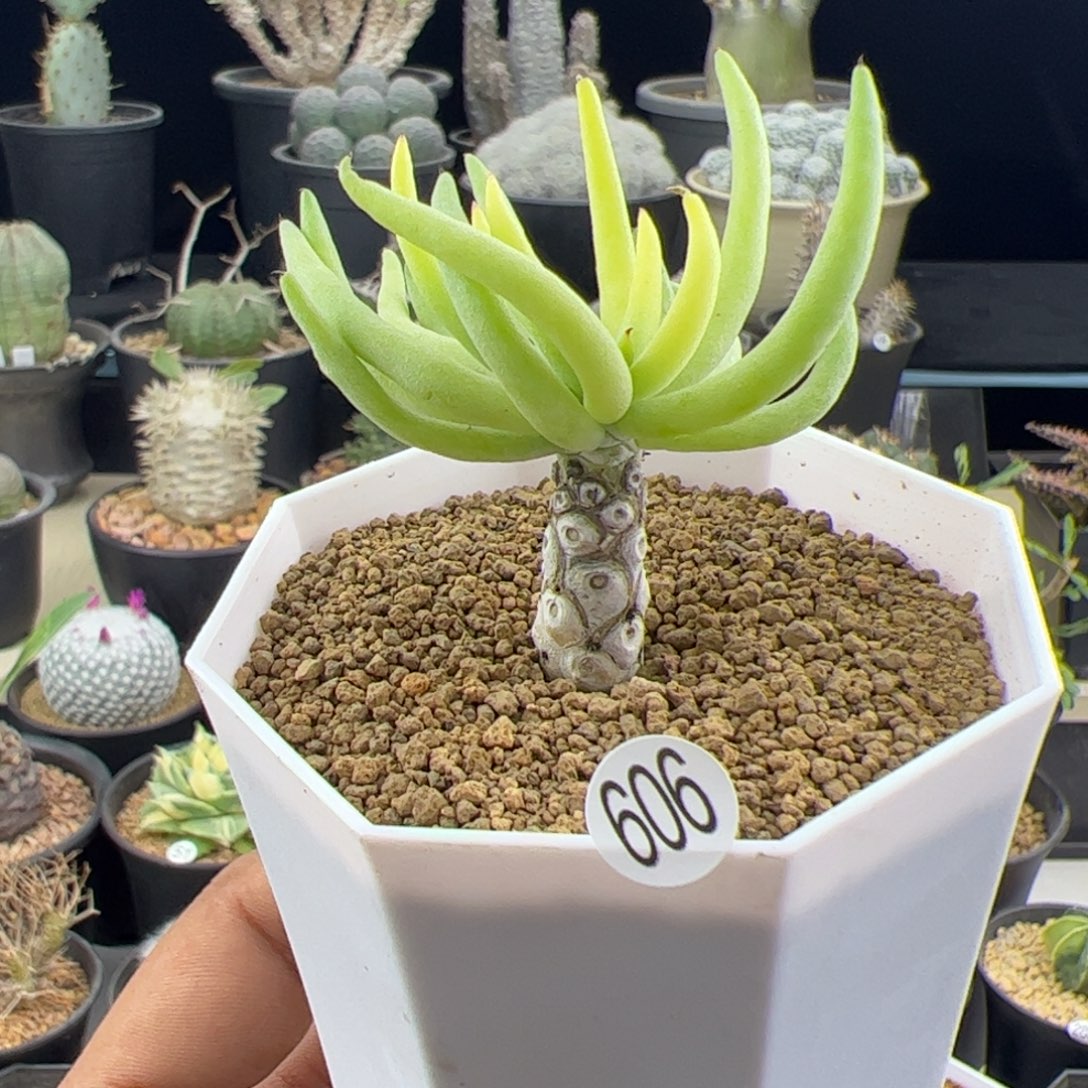 白象奇峰锦一物一拍