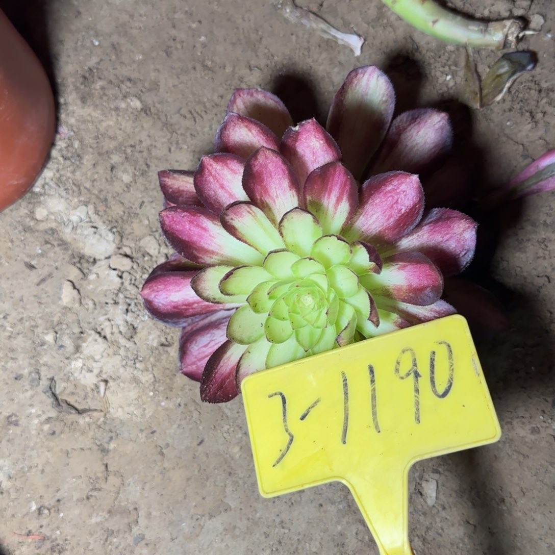 3-1190+--锦里多头多肉