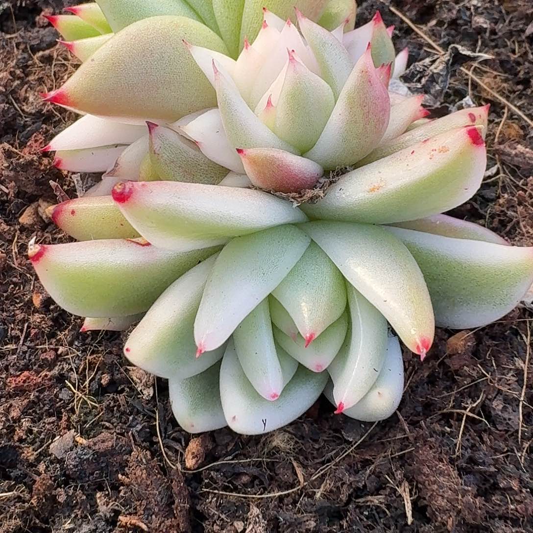 夏***军雪白玛利亚一物一拍