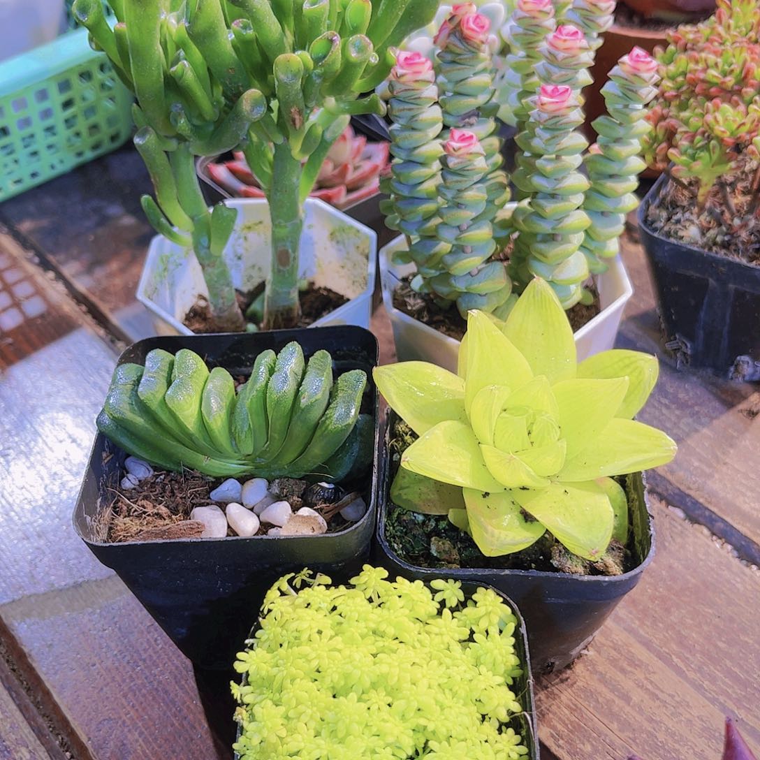 如图5盆1111111111111111