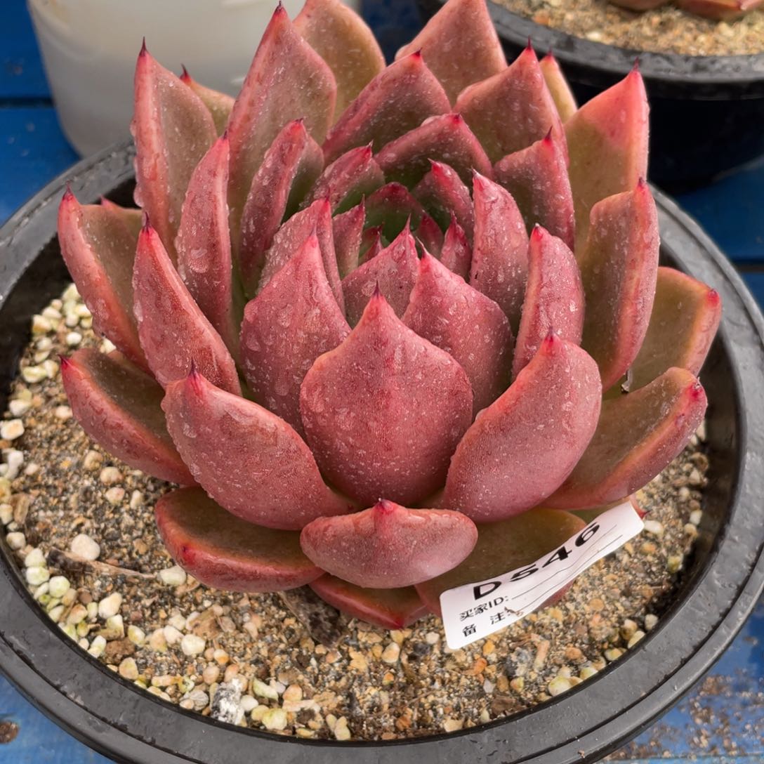 无花朵若如东云单拍D546