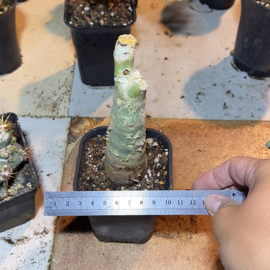 实生祖提葡萄翁块根