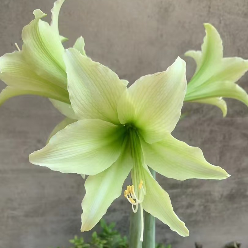 朱顶红-白肋绿色单瓣切球苗1.5-2厘米，包对版，不包后期养护