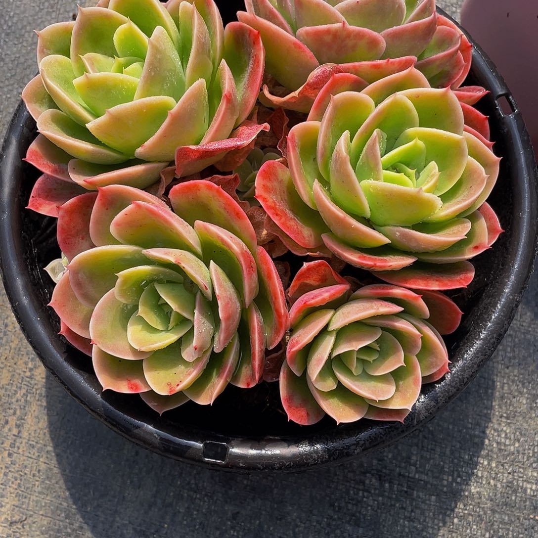 多**?辛纳塔多肉植物群