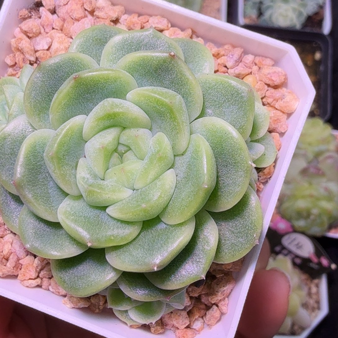 四头l1财富一物一拍