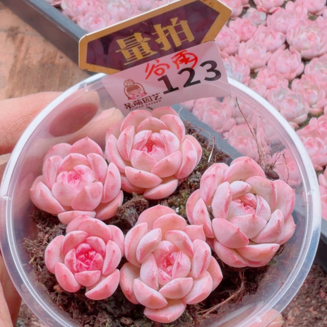 多肉植物多肉植物