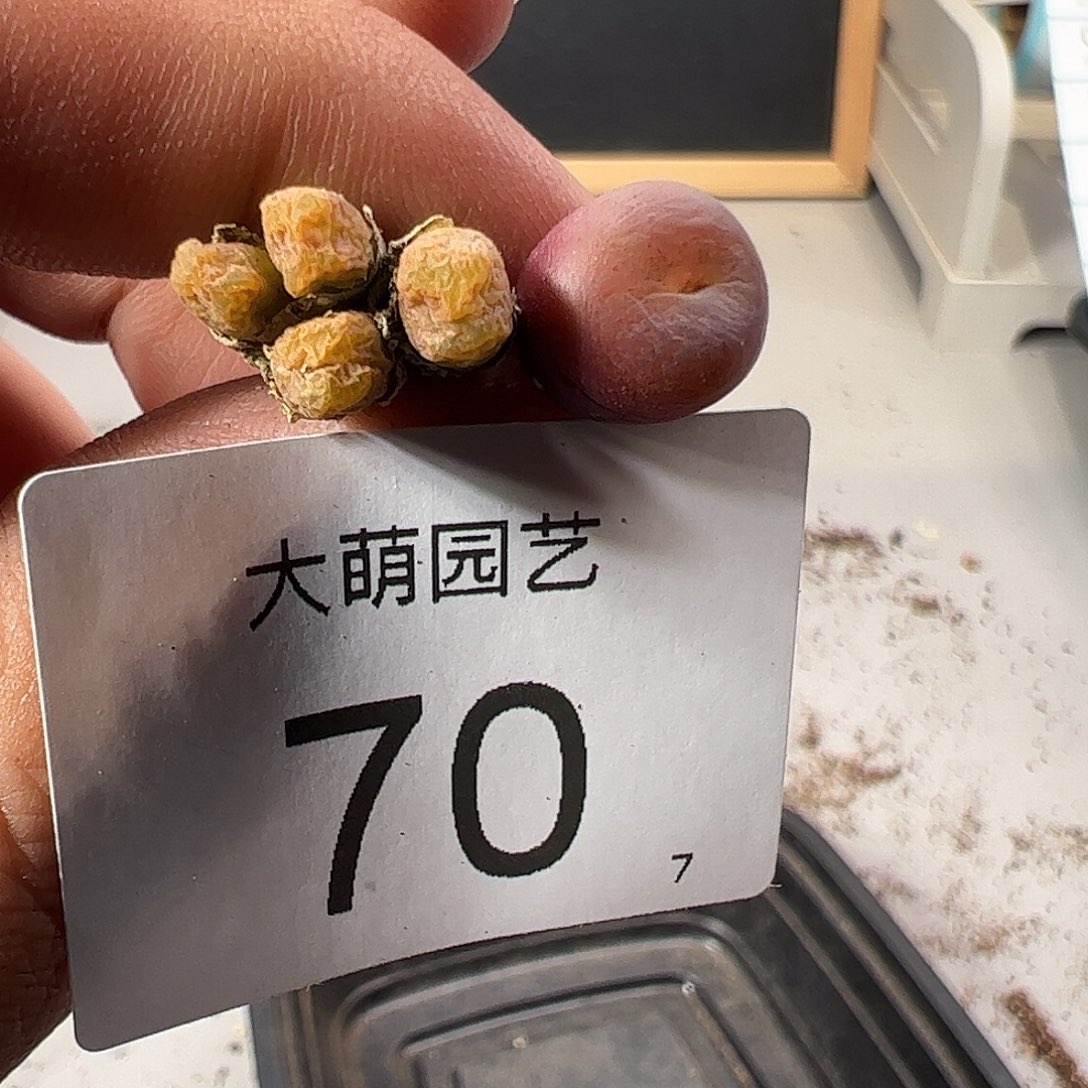 00070 福利无售后……