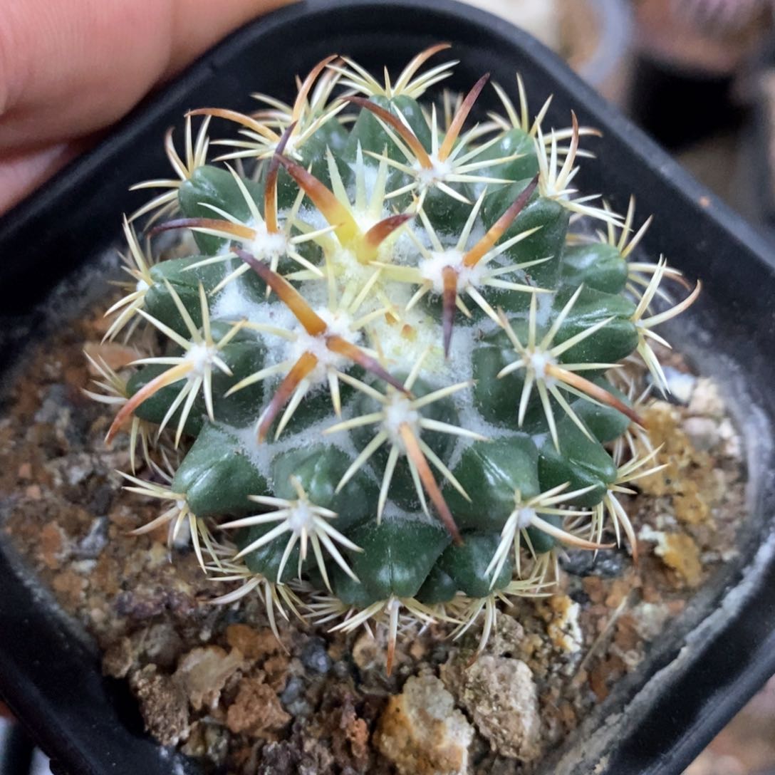 孤品实生优选钢钉4.4cm