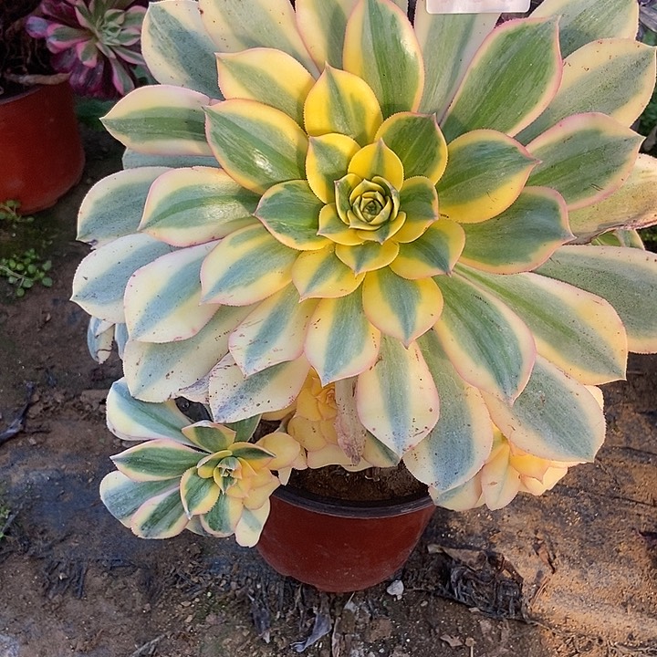 灿烂手捧花930多肉不包断