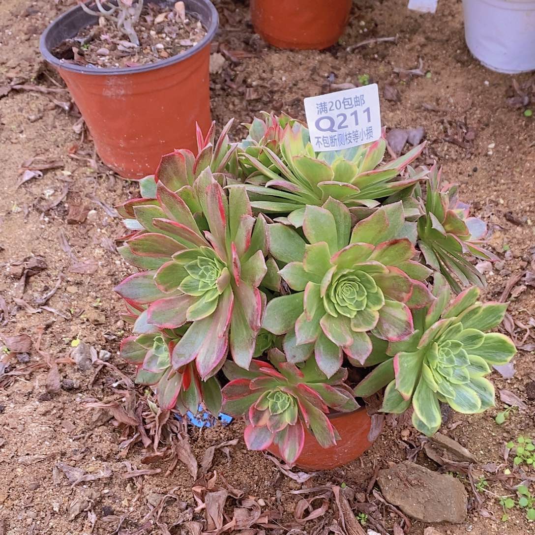 211黄金万两多肉法师锦