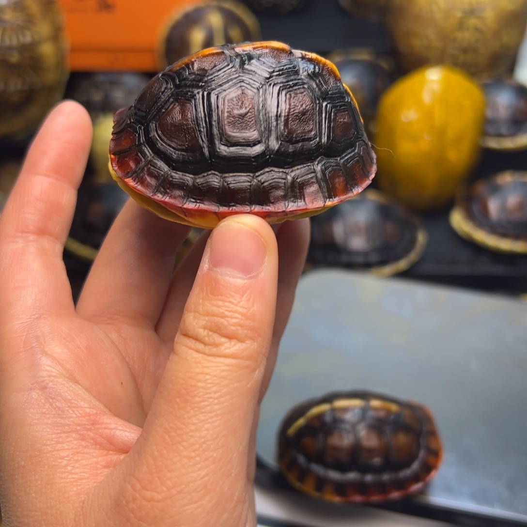 有机玻璃长5.8背高3.4血缘